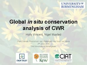 Global in situ conservation analysis of CWR Holly