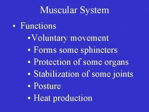 Synergistic muscles