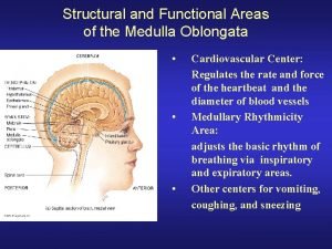 Medulla structure and function