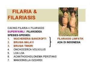 FILARIA FILARIASIS CACING FILARIASIS SUPERFAMILI FILAROIDEA SPESIESSPESIES 1