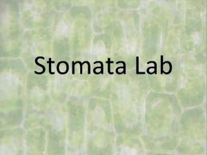 Stomata lab answers