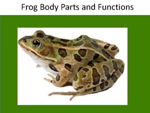Frog external anatomy functions