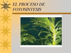 EL PROCESO DE FOTOSNTESIS ESTRUCTURA DE LA HOJA