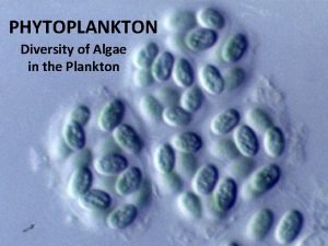 PHYTOPLANKTON Diversity of Algae in the Plankton All