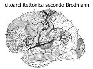 citoarchitettonica secondo Brodmann citoarchitettonica secondo Brodmann corteccia visiva