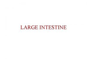LARGE INTESTINE LARGE INTESTINE Extends from the distal