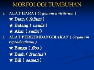 Organum nutritivum adalah