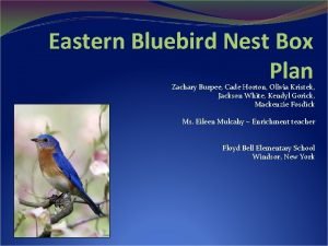 Eastern Bluebird Nest Box Plan Zachary Burpee Cade