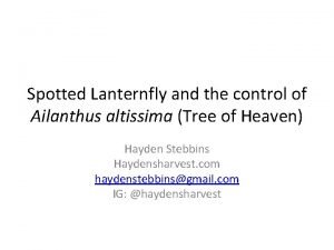 Lanternfly stomp