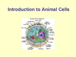 Introduction to Animal Cells Characteristics of Animal Cells
