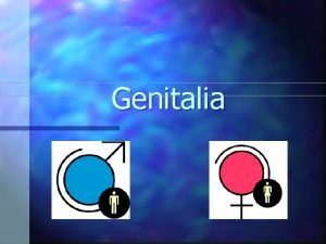 Genitalia Male Genitalia Clinical Objectives 1 2 3