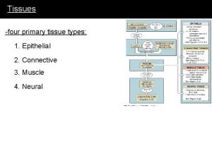 Four primary tissue types