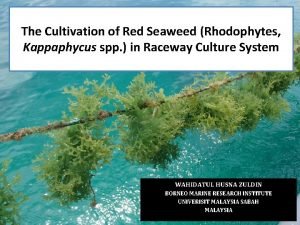 The Cultivation of Red Seaweed Rhodophytes Kappaphycus spp