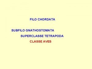 Classe tetrapoda