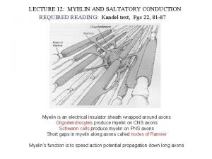 LECTURE 12 MYELIN AND SALTATORY CONDUCTION REQUIRED READING
