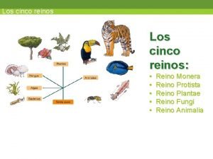 Reinos protista y fungi