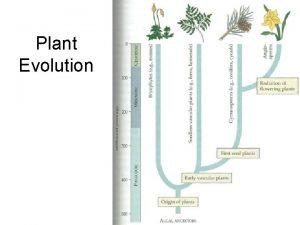 Plant Evolution Plant Evolution Evolved from green algae