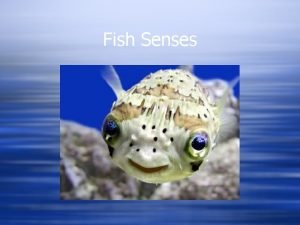 Vision in fishes