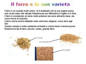 Il farro un cereale molto antico Si ipotizzato