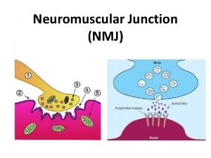 Neuromuscular junction