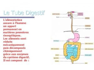 Systeme digestif