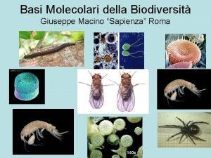 Basi Molecolari della Biodiversit Giuseppe Macino Sapienza Roma