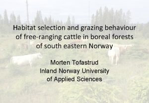 Habitat selection and grazing behaviour of freeranging cattle