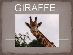 GIRAFFE About giraffe is related to deer and