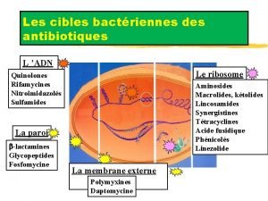 Les cibles bactriennes des antibiotiques L ADN Le