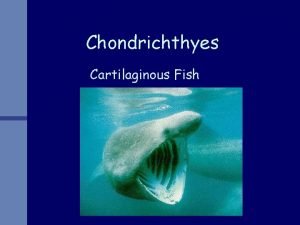 Chondrichthyes reproduction