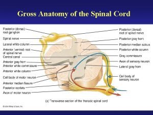 Gross Anatomy of the Spinal Cord Functional Organization
