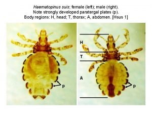 Haematopinus suis female left male right Note strongly