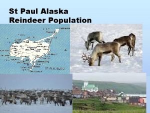 St paul island reindeer