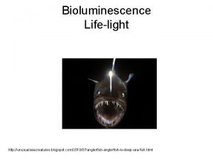 Bioluminescence Lifelight http unusualseacreatures blogspot com201007anglerfishisdeepseafish html What