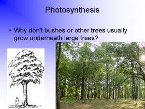 Photosynthesis Why dont bushes or other trees usually