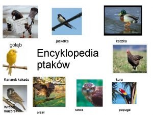 gob jaskka kaczka Encyklopedia ptakw Kanarek kakadu Wrbel