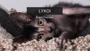 Lykoi cat adoption Lykoi cat adoption