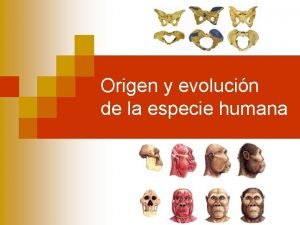 Origen y evolucin de la especie humana Caractersticas