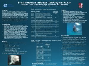 Social Interactions in Belugas Delphinapterus leucas Stephanie Leson
