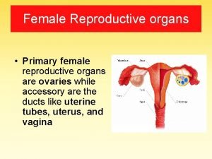 Corpus luteum secretes