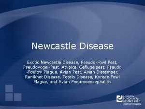 Newcastle Disease Exotic Newcastle Disease PseudoFowl Pest PseudovogelPest