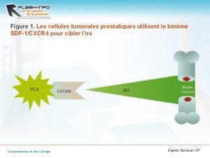 Figure 1 Les cellules tumorales prostatiques utilisent le