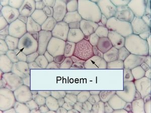 Phloem I Components of the Phloem Sieve Elements