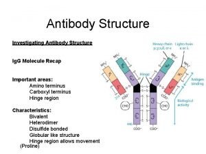 Antibody Structure Investigating Antibody Structure Ig G Molecule
