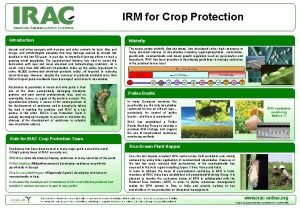 Whitefly control iowa