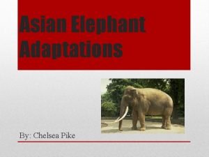 Asian elephant adaptations