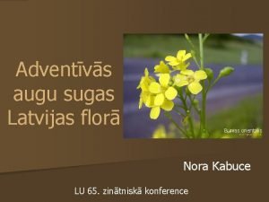 Adventvs augu sugas Latvijas flor Bunias orientalis Nora