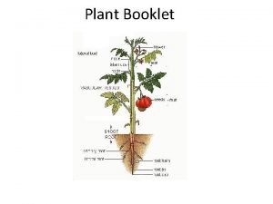 Plant tissue