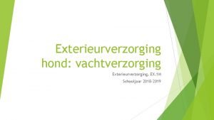 Exterieurverzorging hond vachtverzorging Exterieurverzorging EX 1 M Schooljaar