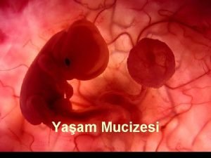 Yaam Mucizesi Um feto de poucas semanas encontrase